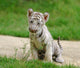 2 Month Baby White Tiger Wall Mural
