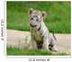 2 Month Baby White Tiger Wall Mural