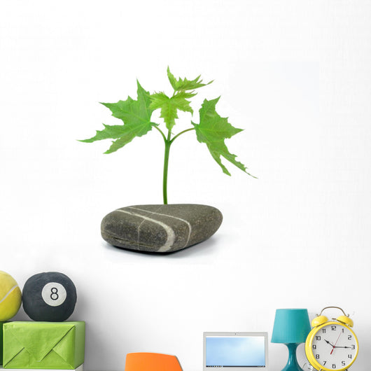 Maple Tree with Stone