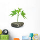 Maple Tree with Stone