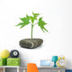 Maple Tree with Stone