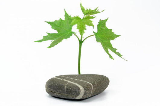 Maple Tree with Stone
