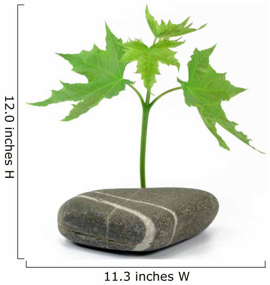 Maple Tree with Stone