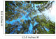Tree Canopy