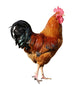 Red Rooster Cock Wall Decal