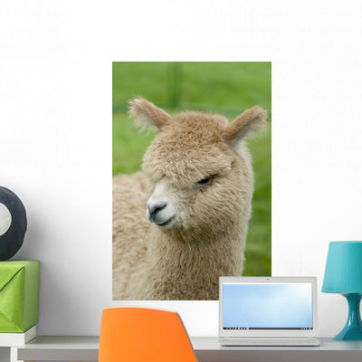 Baby Alpaca Wall Mural shown on a wall