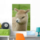 Baby Alpaca Wall Mural