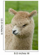 Baby Alpaca Wall Mural