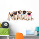 Five Puppies of Pug Wall Decal