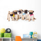 Five Puppies of Pug Wall Decal