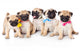 Five Puppies of Pug Wall Decal