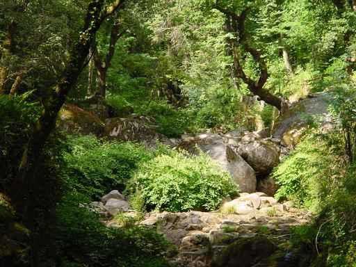 Nature Geres Wall Decal