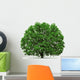 oak tree isolated Wall Decal