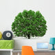oak tree isolated Wall Decal