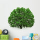 oak tree isolated Wall Decal