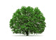 oak tree isolated Wall Decal