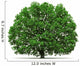 oak tree isolated Wall Decal