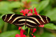 Zebra Longwing Butterfly Wall Mural