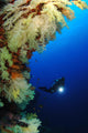 Diver Wall Mural
