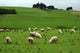 Sheep Wall Decal