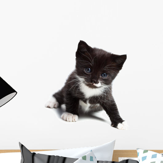Kitten Wall Decal