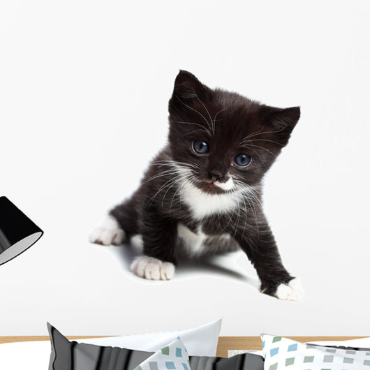 Kitten Wall Decal