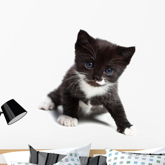 Kitten Wall Decal