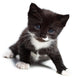 Kitten Wall Decal