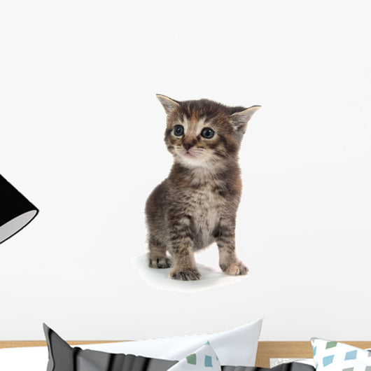 Cute Tabby Kitten Standing on White Wall Decal