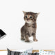 Cute Tabby Kitten Standing on White Wall Decal