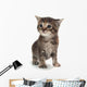 Cute Tabby Kitten Standing on White Wall Decal