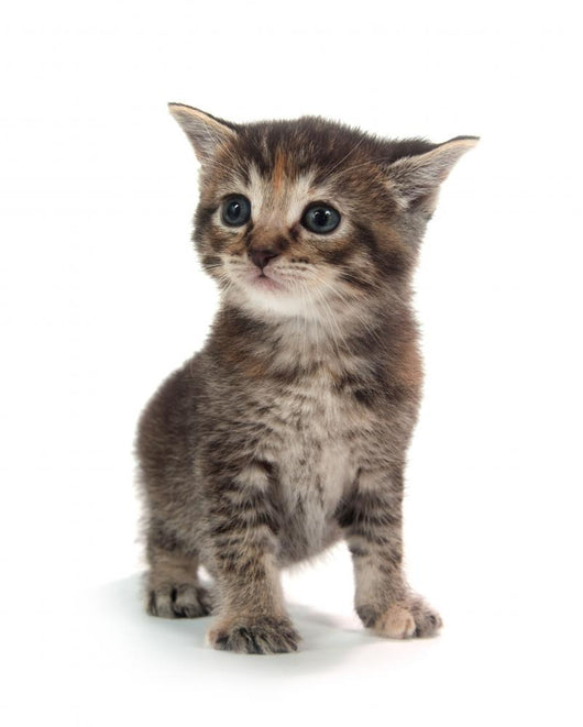 Cute Tabby Kitten Standing on White Wall Decal