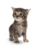 Cute Tabby Kitten Standing on White Wall Decal
