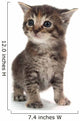 Cute Tabby Kitten Standing on White Wall Decal