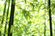 Bamboo Wall Mural