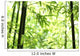 Bamboo Wall Mural