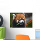 Red Panda or Shining Wall Decal