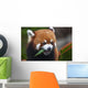 Red Panda or Shining Wall Decal
