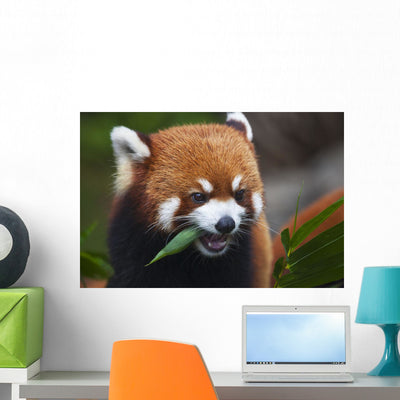 Red Panda or Shining Wall Decal shown on a wall