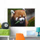 Red Panda or Shining Wall Decal