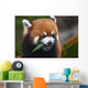 Red Panda or Shining Wall Decal