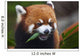 Red Panda or Shining Wall Decal