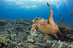 A hawksbill turtle at Turtle Alley Wall Mural