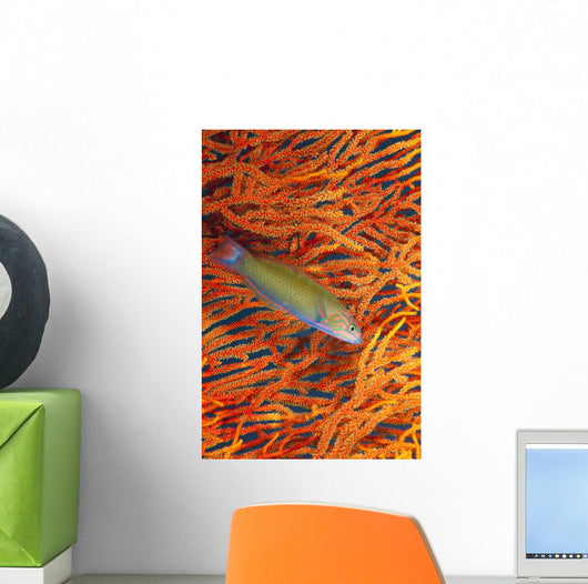 A sunset wrasse swimming in front of a gorgonian coral fan Wall Mural