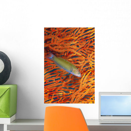A sunset wrasse swimming in front of a gorgonian coral fan Wall Mural