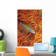 A sunset wrasse swimming in front of a gorgonian coral fan Wall Mural