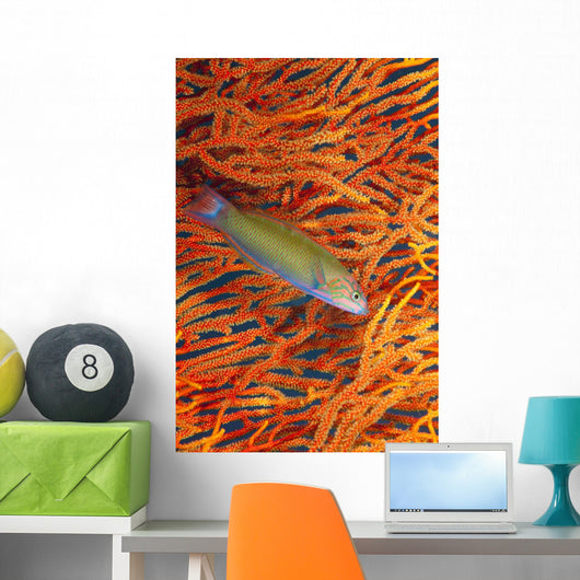 A sunset wrasse swimming in front of a gorgonian coral fan Wall Mural