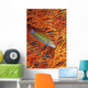 A sunset wrasse swimming in front of a gorgonian coral fan Wall Mural