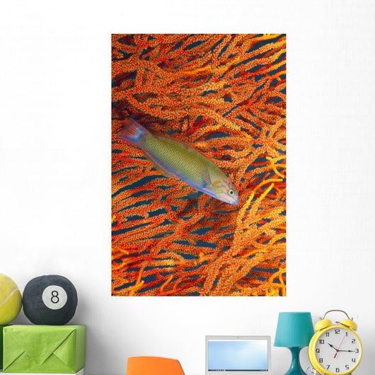 A sunset wrasse swimming in front of a gorgonian coral fan Wall Mural