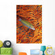 A sunset wrasse swimming in front of a gorgonian coral fan Wall Mural